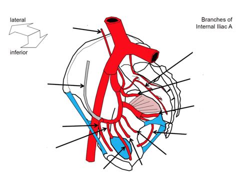 Short video clip on internal iliac artery and its branches. Branches of the Internal Iliac Artery