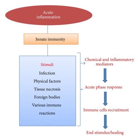 Acute Inflammatory Pathways And Their Activation Process Download