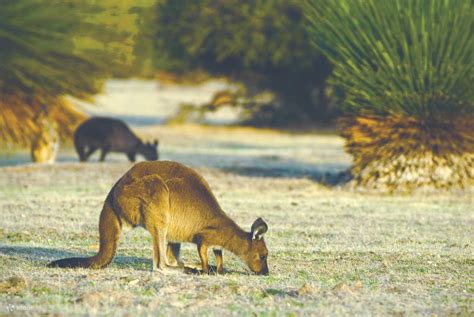 Kangaroo Island Wildlife Discovery Day Tour From Adelaide Klook Malaysia