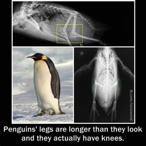 Penguin Have Knees Penguins Weird Facts Cute Animals
