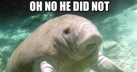 Calming Manatee Memes Popsugar Tech