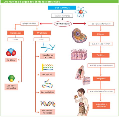 6 Niveles De Organizacion Del Cuerpo Humano Niveles De Organización