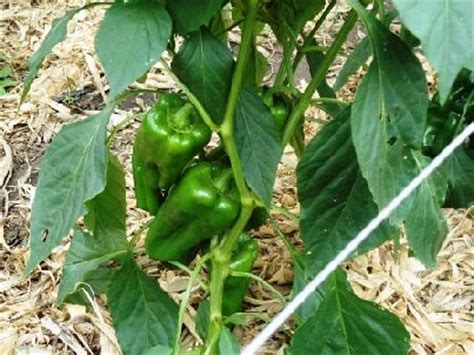 Has been added to your cart. Cultivo de locote en Mburica - Ñeembucu | Agro Negocios