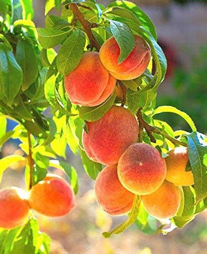 3 Gallon Contender Peach Tree Dwarf Cold Hardy For Temperatures