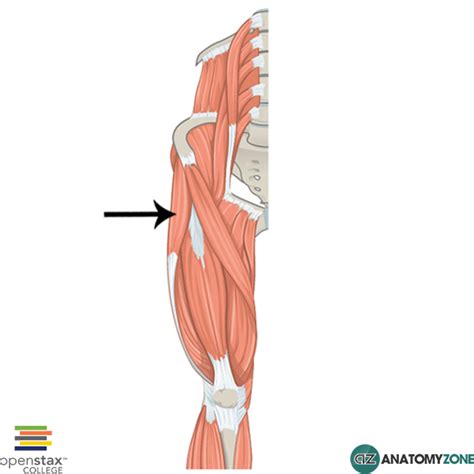 Tensor Fasciae Latae Muscle Anatomyzone