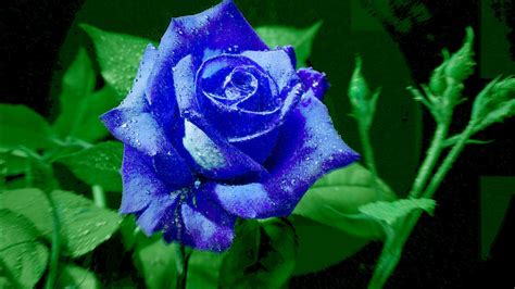 Amazing natural blue flowers image. Bright blue rose wallpapers and images - wallpapers ...
