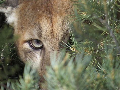 Video Hunters Accidentally Call Multiple Hidden Mountain Lions To