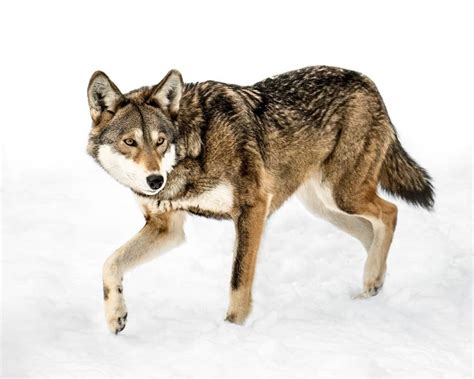 Red Wolf Animal Facts Canis Lupus Rufus Az Animals