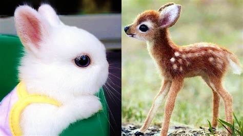 Animals Soo Cute Cute Baby Animals Videos Compilation
