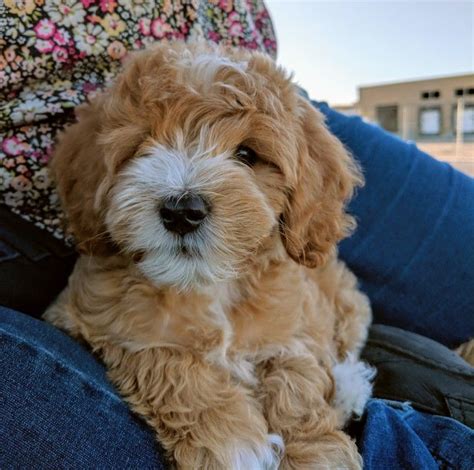 Goldendoodles The Owners Guide From Puppy To Old Age Choosing Caring