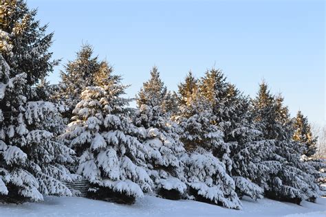 Snow Covered Evergreen Trees Green Thumb Advice