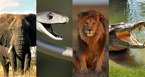 Sure, an individual encounter with the world is full of dangerous animals, but at least you don't have to worry about your dog killing you or anything. ANIMAL FACTS - Some Of The Most Dangerous Animals In The World