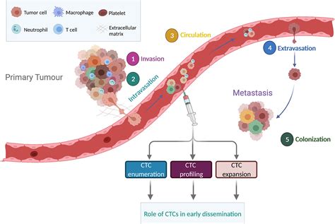 Frontiers Early Dissemination Of Circulating Tumor Cells Biological