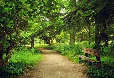 Laeacco Forest Park Bench Trees Dusk Spring Nature Photography