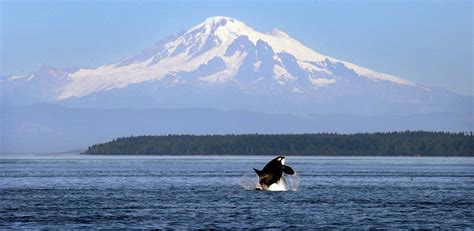 10 Breathtaking Spots For Whale Watching In Washington Without A Boat