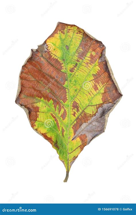 Dried Teak Leaf Texture Background Royalty Free Stock Photography