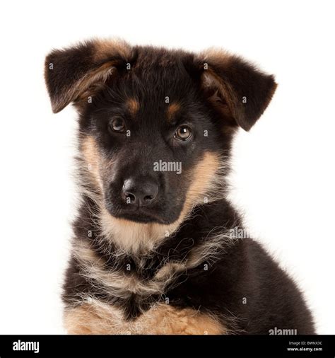 Black And Tan German Shepherd Dog High Resolution Stock Photography And