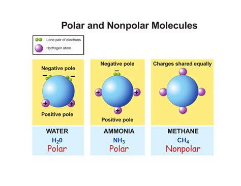 When 2 atoms are *different*, the 2 electrons can be shared unequally, with the more electronegative atom possessing more of the. Polar and Nonpolar Molecules