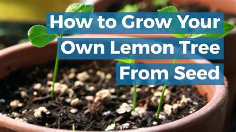 How To Grow Lemon Tree From Seed At Home Simple Easy Steps Youtube