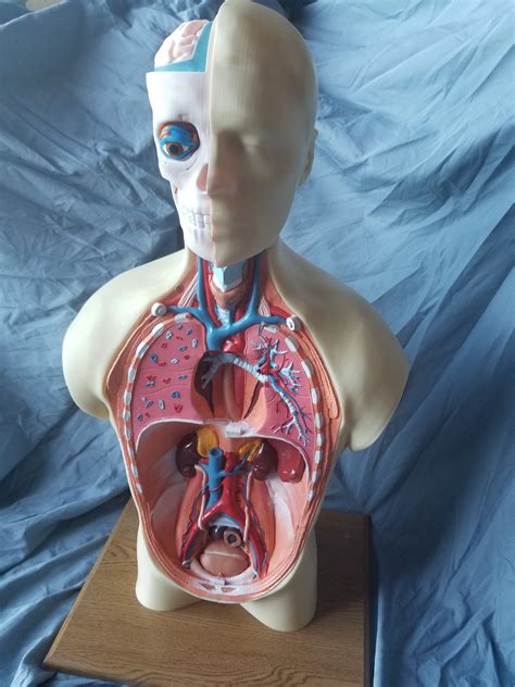 Human Anatomy 3d Model Eddie Carbin