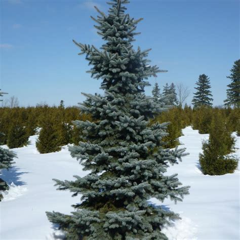 Picea Pungens Koster From Nvk Nurseries