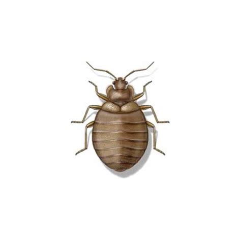 Bed Bug Identification Habits And Behavior Johnson Pest Control