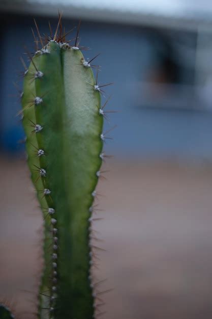 Premium Photo Cactus Chronicles The Fascinating Story Of Survival And