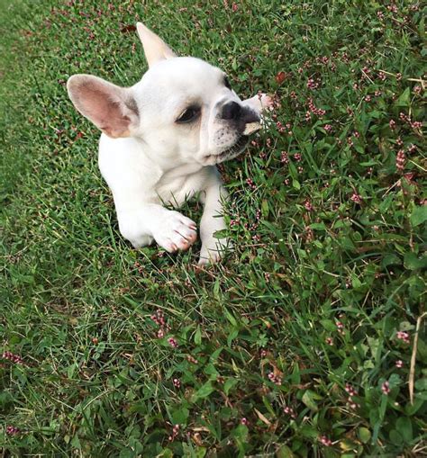 It may have baffled you the first time you saw your dog eat a rock, and while your first instinct would be to instruct your pooch to stop the behavior immediately. Busted eating a rock 😒 #thatfrenchietug # ...