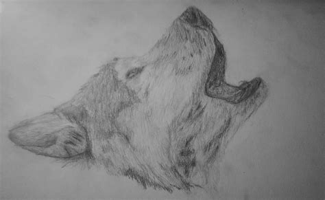 21 Wolf Drawings Pencil Drawings Sketches Freecreatives
