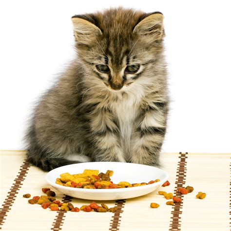 Once you suspect that your pet is suffering from ibd, it is pets with gastrointestinal conditions respond quite well to raw diets, and once they successfully transition. Cat Food: Pick out the Best One