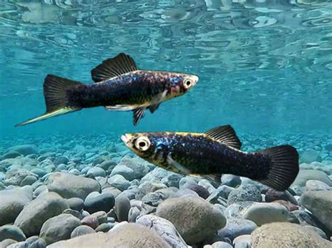 Pair Of Black Swordtail Swordtail Fish Fish Aquarium Fish