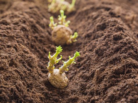 Potatoes are popular across the world, and can be grown in just about every corner of the globe. Which Way Is Up When Planting Potatoes - How To Find Seed ...