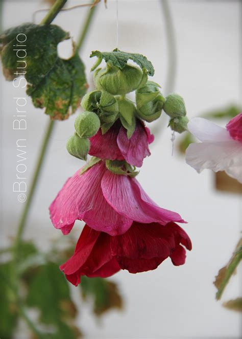 Hollyhock Dolls A Throwback To Simpler Times Water Earth Wind