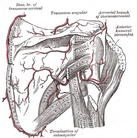 Dorsal Scapular Artery Wikidoc