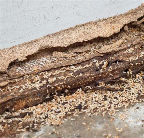 How To Prevent Termite Swarms From Invading Your Home A New House