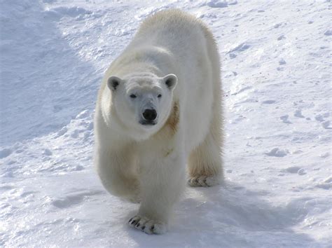 Polar Bears Habitat Zoo Sauvage De Saint Félicien