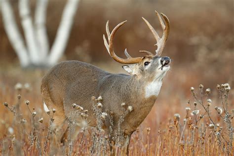 Whitetail Bucks What You Need To Know