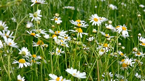 Chamomile Field Chamomile Flowers Sway Stock Footage Video 100