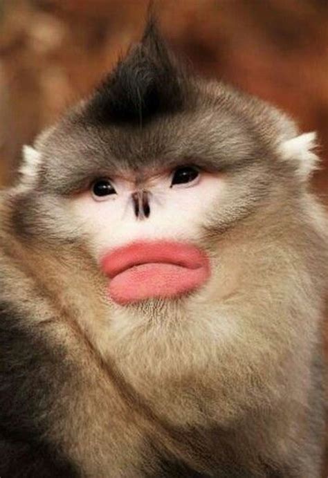 Top 10 Most Funny Looking Animals In The World Hubpages
