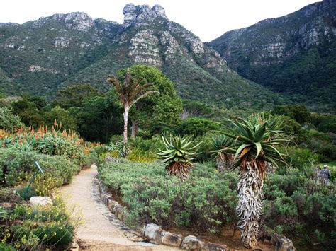Kirstenbosch National Botanical Garden Site Guide Cape Bird Club