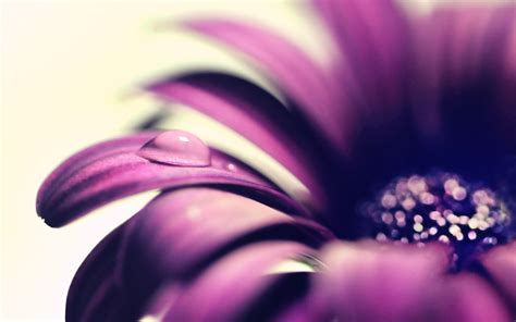 Wallpaper Purple Flower Petals Close Up Water Drop
