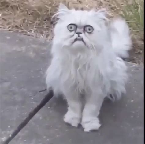 Creepy Cat Meme Funny