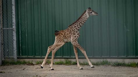 Columbus Zoo Welcomes New Calf Of Endangered Giraffe Subspecies