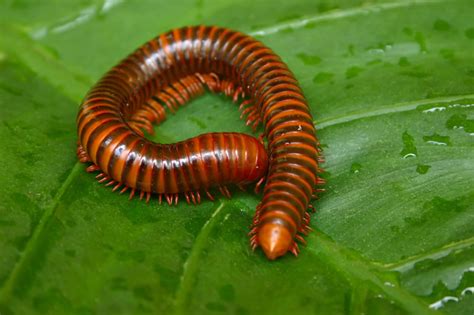 Centipedes Wild Animals News And Facts By World Animal Foundation