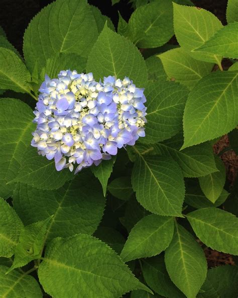 How To Change Hydrangea Flower Color Hgtv