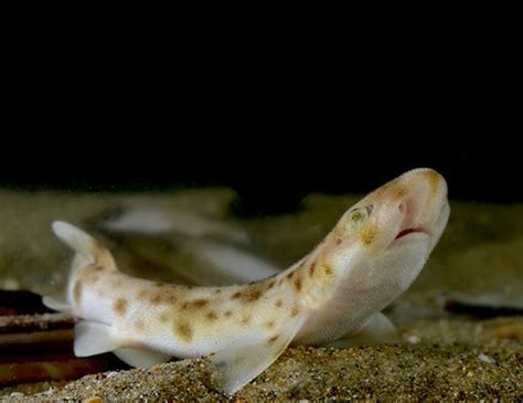 Small Spotted Catshark Life Expectancy