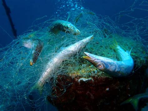 10 Do Lixo Plástico Nos Oceanos Vêm De Pesca Fantasma