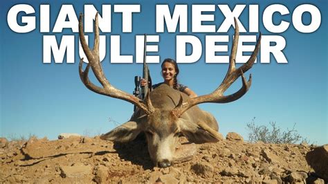 Biggest Mule Deer Mexico Mule Deer Hunt Youtube