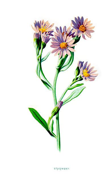 Best Aster Illustrations Royalty Free Vector Graphics And Clip Art Istock