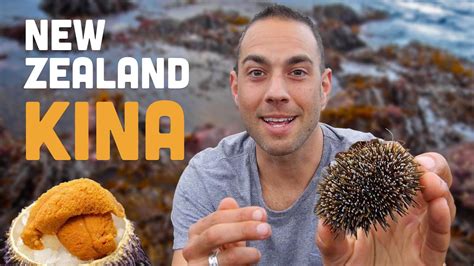 New Zealand Kina Sea Urchin Snacking In Aotearoa Youtube